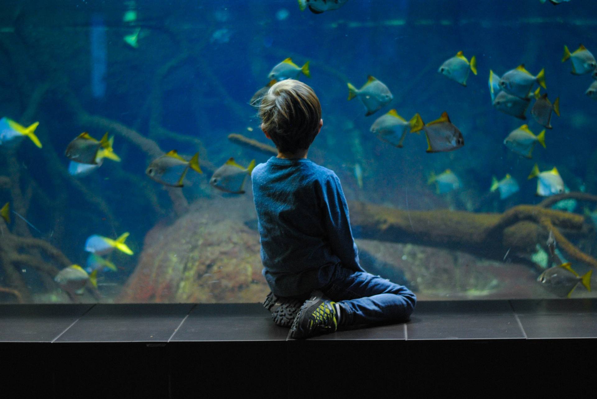 Aquarium 